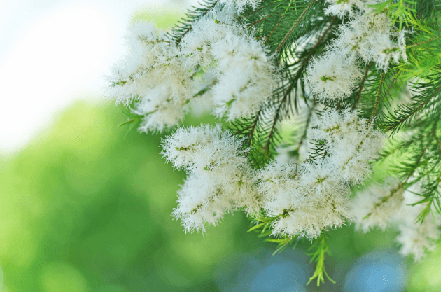 Растението Melaleuca Alternifolia (Чаено дърво)