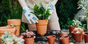 етеричномаслени растения, с които да създадете най-добрата ароматерапевтична градина