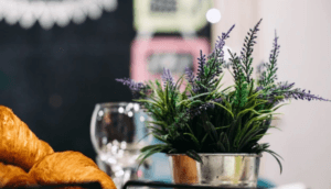 как да отглеждаме лавандула на закрито