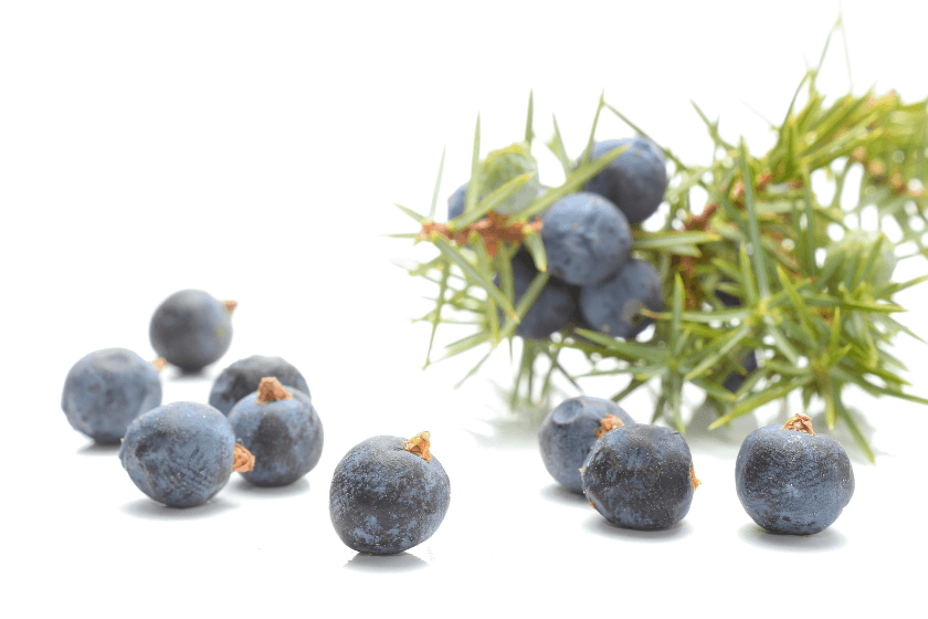 Ползи на маслото от Хвойна