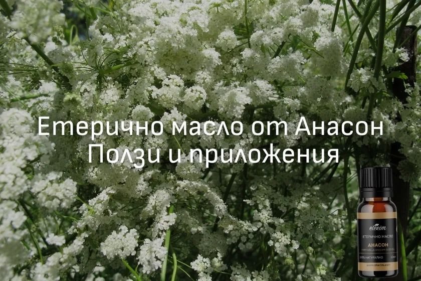 Етерично масло от анасон Етерим - ползи и употреба на анасоновото масло