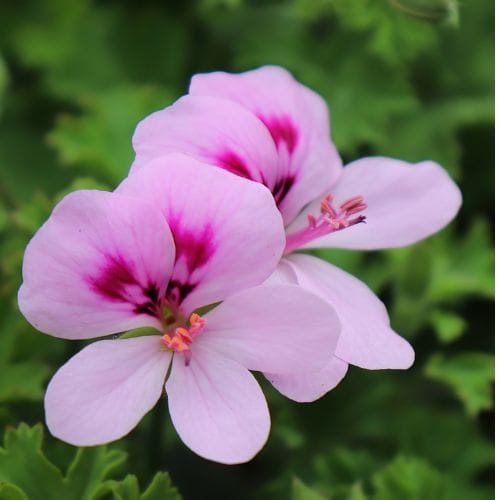 Етерично масло от Палмароза растението