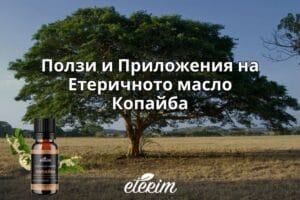 Ползи и Приложения на Етеричното масло Копайба заглавна