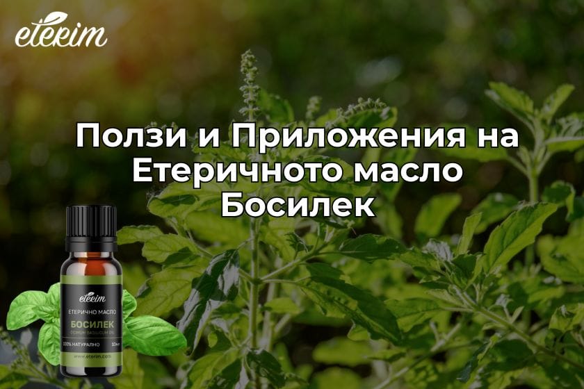 Ползи и Приложения на Етеричното масло Босилек заглавна