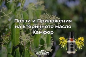 Ползи и Приложения на Етеричното масло Камфор заглавна